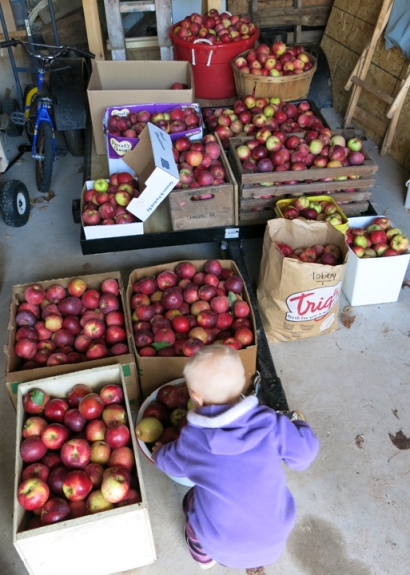 apples in garage 2013