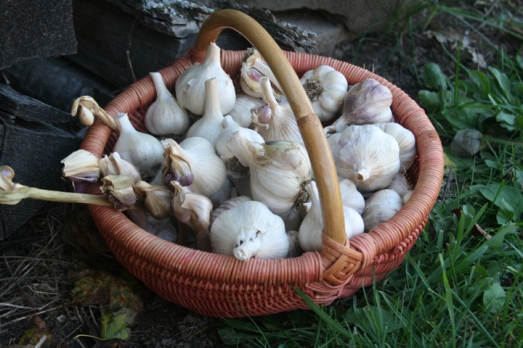 garlic to plant